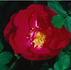 Adelaide Hoodless Rose Rose Bushes