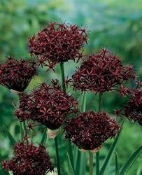 Allium Atropurpureum Fall Bulb