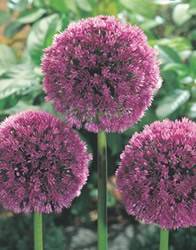 Allium Lucy Ball Fall Bulb