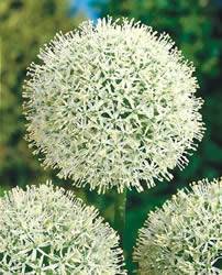 Allium Mount Everest Fall Bulb