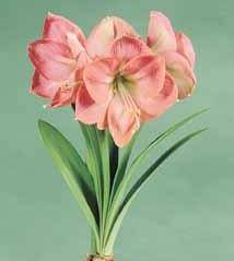 Amaryllis Vera Fall Bulb