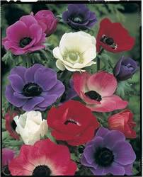 Anemone De Caen Mixed Colors Fall Bulb