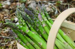 Asparagus Purple Passion Small Fruit