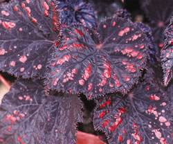 Begonia Boston Cherries and Chocolate Annual