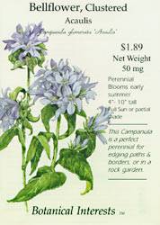 Bellflower Acaulis Seeds