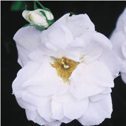 Blanc Double de Coubert Rose Rose Bushes