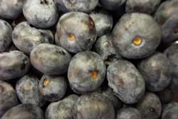 Blueberries Earliblue Spring Bulb
