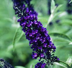 Butterfly Bush Guinevere Shrub