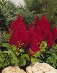 Celosia Fresh Look Red Annual