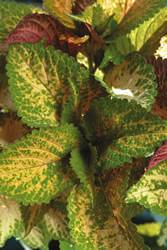 Coleus Amora Annual