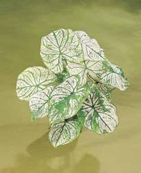 Caladium Candidum Spring Bulb