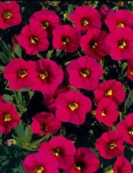 Calibrachoa hybrid Calibrachoa Million Bells MFGao Cherry Pink Annual Plant