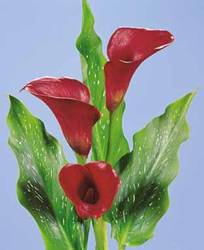 Calla Lily Maroon Sensation Spring Bulb