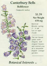 Bellflower Canterbury Bells Seeds