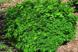 Caragana frutex 'Globosa' Peashrub Globe Shrub Plant