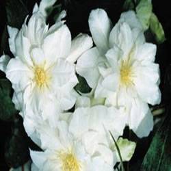 Clematis 'Arctic Queen' Clematis Arctic Queen Vine Plant