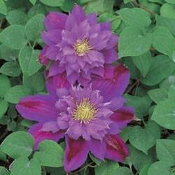 Clematis Beauty of Worcester Vine