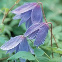 Clematis Blue Vine
