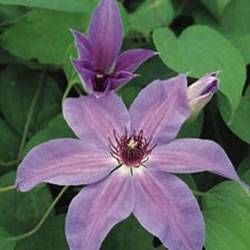 Clematis Blue Ravine Vine