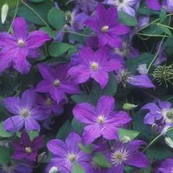Clematis Bonanza Vine