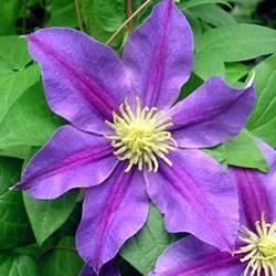 Clematis Carnival Vine