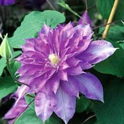 Clematis Countess Of Lovelace Vine