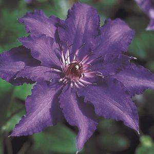 Clematis Marie Louise Jensen Vine