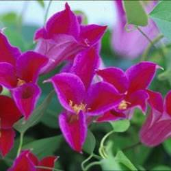 Clematis Princess Diana Vine