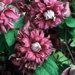 Clematis Purpurea Plena Elegans Vine