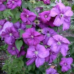 Clematis Rahvarinne Vine