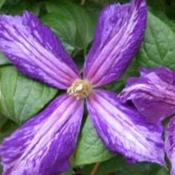 Clematis Tie Dye Vine