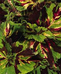 Coleus Kong Mosaic Annual