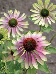 Coneflower Green Envy Perennial