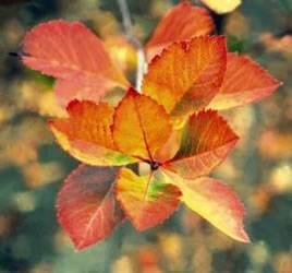 Crataegus crusgalli 'Crusader' Crusader Hawthorn Tree Plant