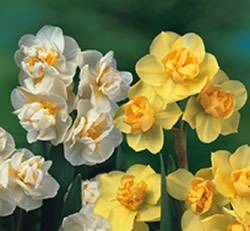 Daffodil-FullCheer.jpg