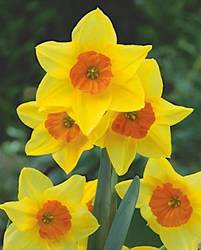 Daffodil Jonquilla Suzy Fall Bulb