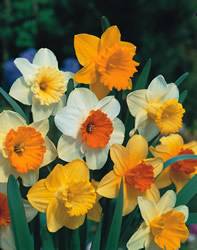 Narcissi large-cupped 'Assorted Colors' Daffodil Large Cupped Mixed Colors Fall Bulb Plant
