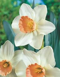Narcissi large-cupped 'Pink Whispers' Daffodil Large Cupped Pink Whispers Fall Bulb Plant