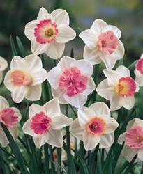 Narcissi large-cupped 'Assorted Pink Colors' Daffodil Large Cupped Mixed Pink Colors Fall Bulb Plant