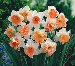 Narcissi various 'assorted pink colors' Daffodil Various Mixed Pink Colors Fall Bulb Plant
