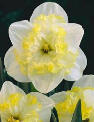 Daffodil Split Corona Printal Fall Bulb