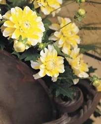 Dahlia Osaka Spring Bulb