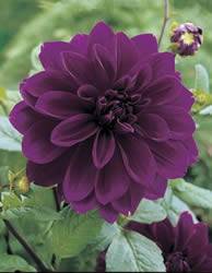 Dahlia Dinnerplate Thomas Edison Spring Bulb
