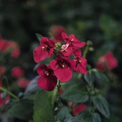 Diascia WhisperGao Cranberry Red Annual