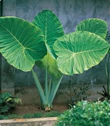Elephant Ear Upright 13+ inch Spring Bulb