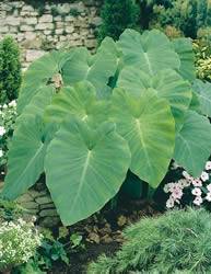 Elephant Ear 15+ inch Spring Bulb