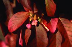 Burning Bush Grove Dwarf Shrub