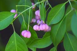 Euonymus bungeana 'Verona' Euonymus Prairie Radiance Winterberry Shrub Plant