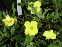 Evening Primrose Missouri Primrose Perennial