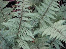 Ghost Fern Fern